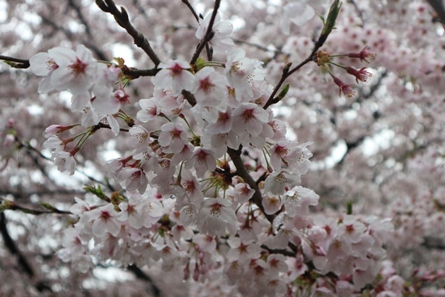 桜の 満開 基準