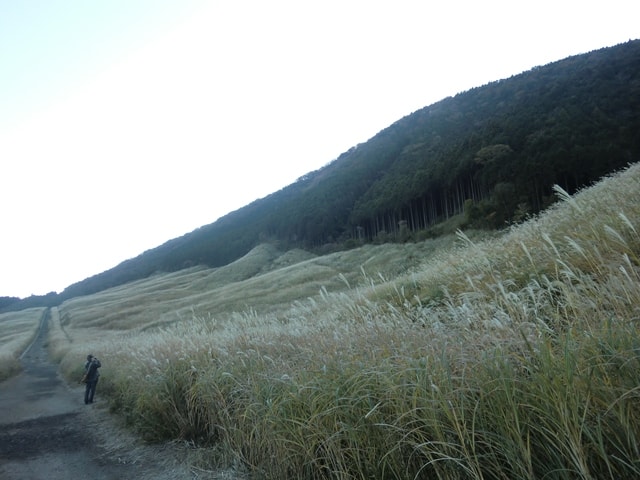 仙石原ススキの草原