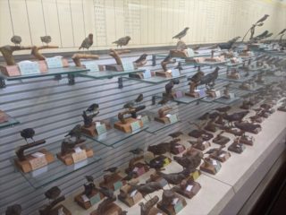 たくさんの渡り鳥が灯台に激突死！大分の超ユニークな博物館とは！？