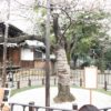 東京の開花宣言の基となる桜の標本木は、靖国神社にあった！